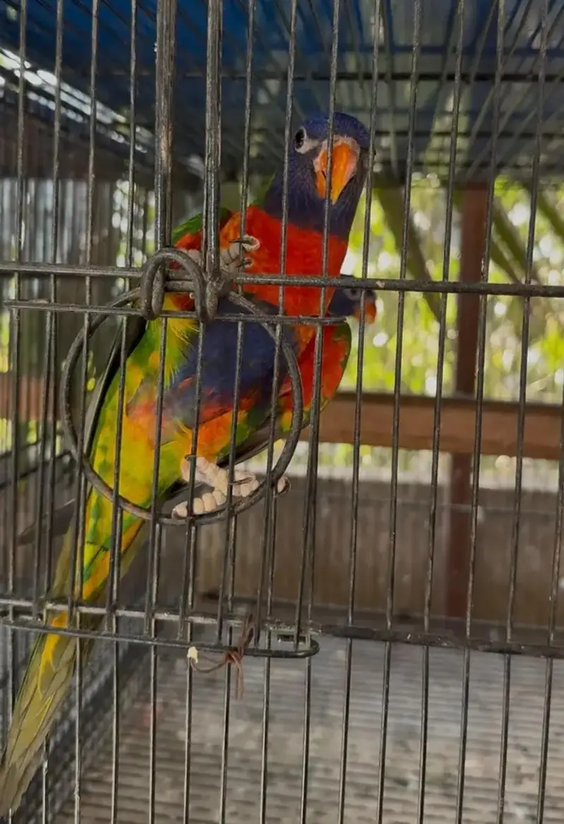red collar lorry and swinson lorikeet pairs with dna — photo 7