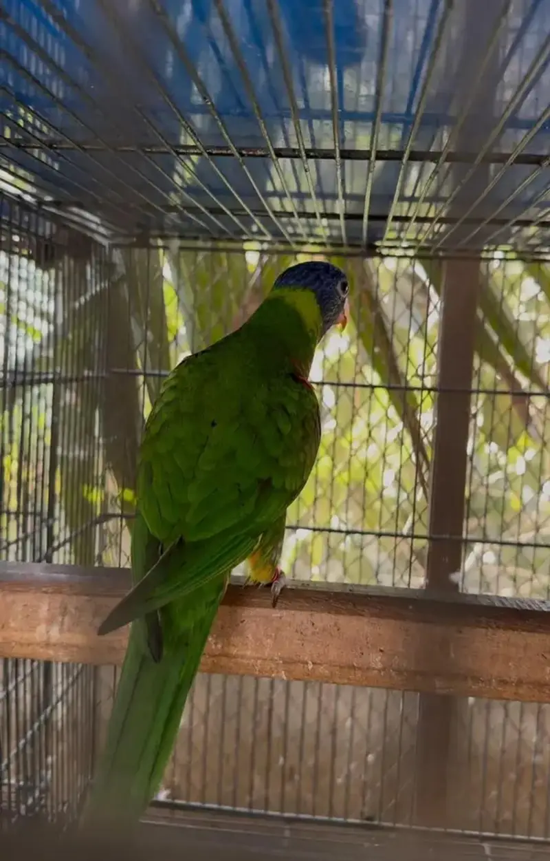 red collar lorry and swinson lorikeet pairs with dna — photo 8