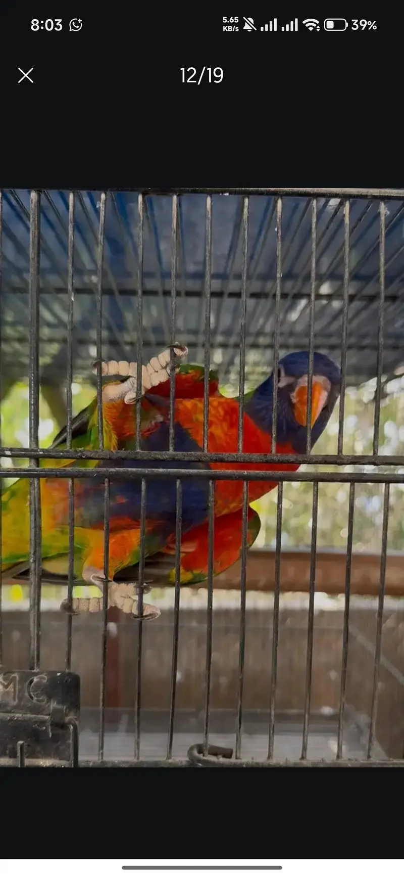 red collar lorry and swinson lorikeet pairs with dna — photo 9