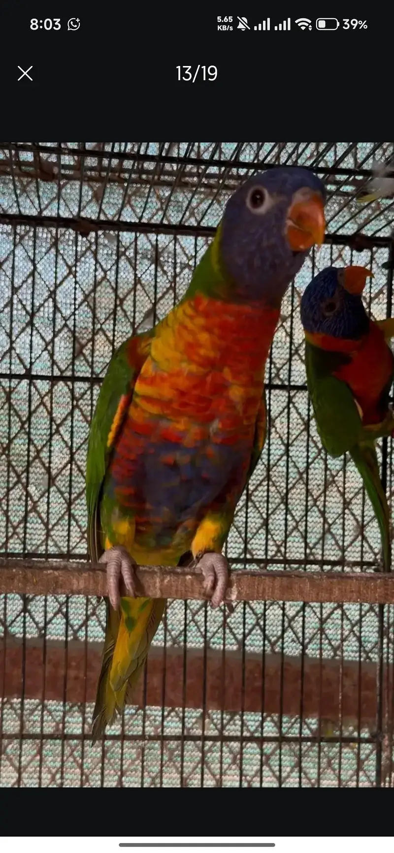 red collar lorry and swinson lorikeet pairs with dna — photo 10