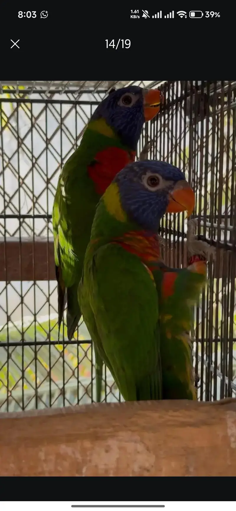 red collar lorry and swinson lorikeet pairs with dna — photo 11