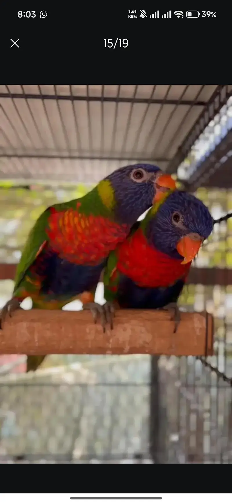 red collar lorry and swinson lorikeet pairs with dna — photo 12