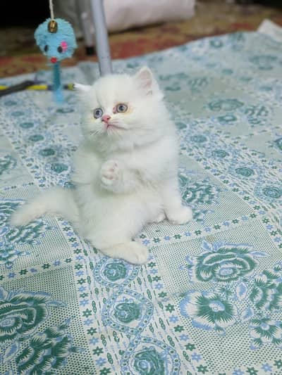 High quality Persian kittens|cute|tripple coat
