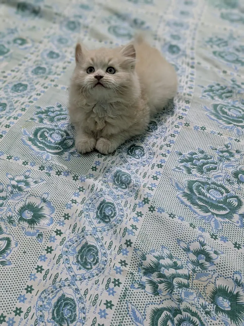 High quality Persian kittens|cute|tripple coat — photo 2