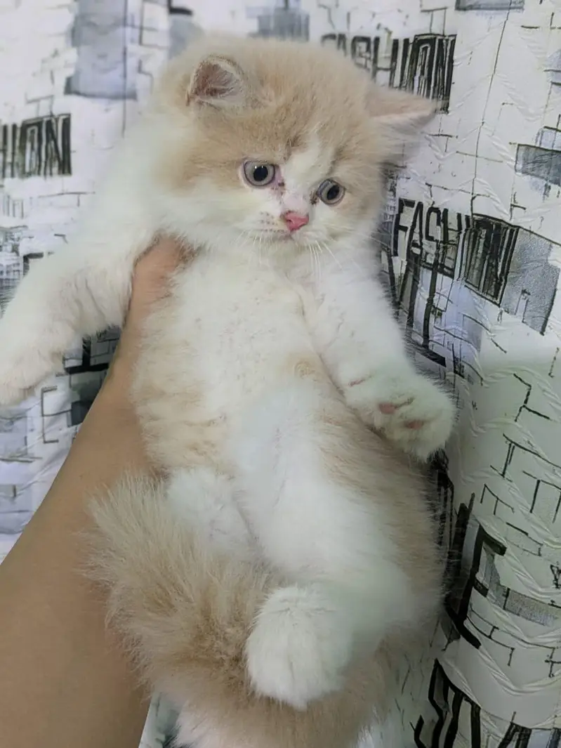 High quality Persian kittens|cute|tripple coat — photo 3