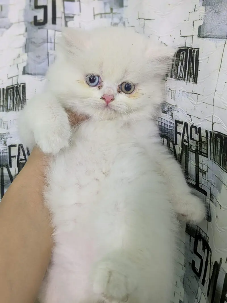 High quality Persian kittens|cute|tripple coat — photo 4
