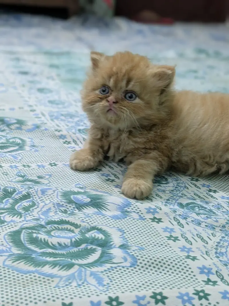 High quality Persian kittens|cute|tripple coat — photo 5
