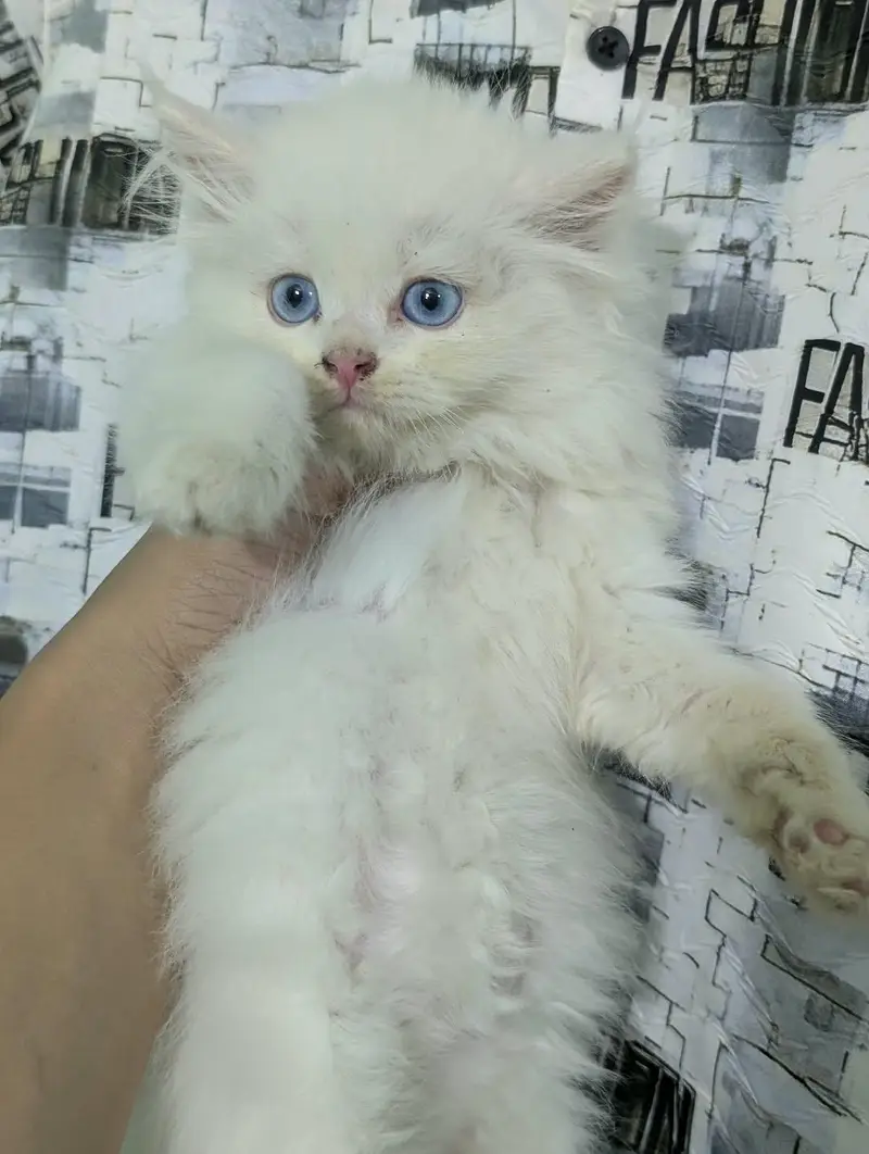 High quality Persian kittens|cute|tripple coat — photo 6