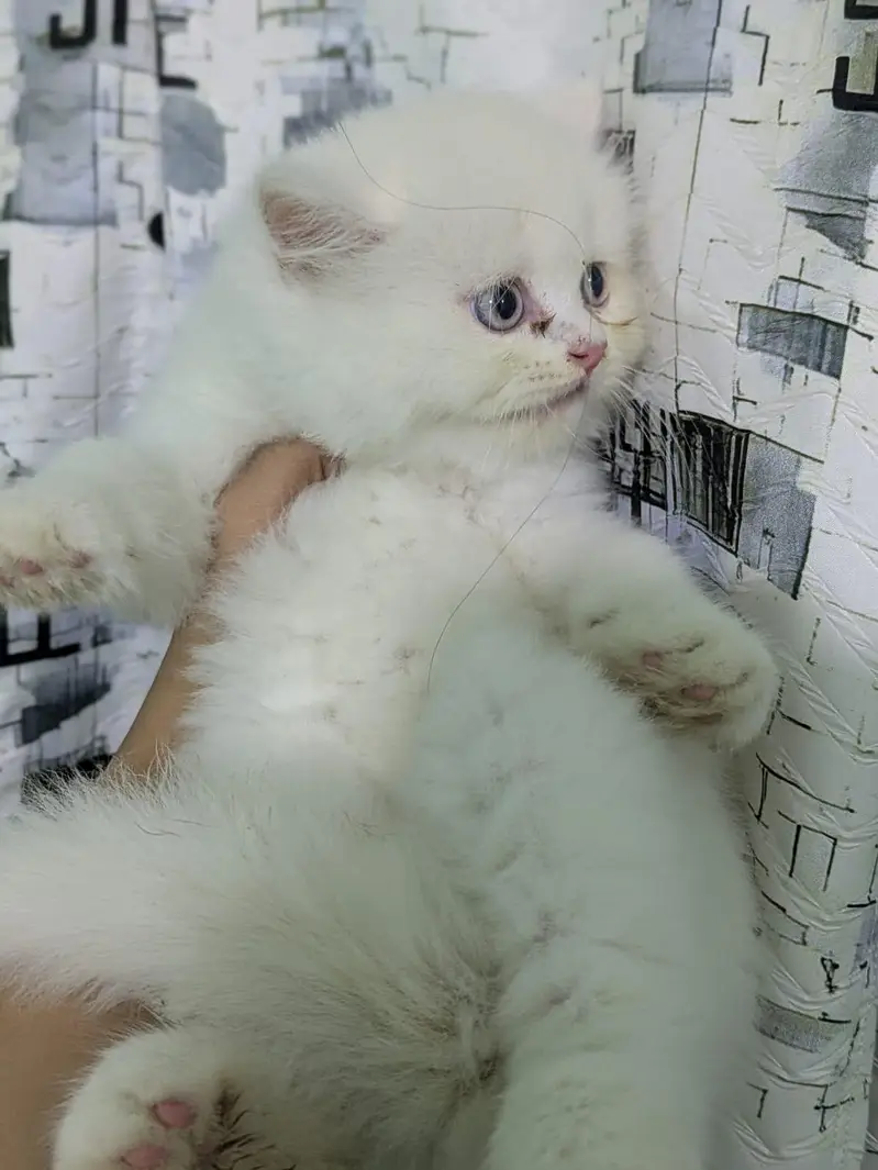 High quality Persian kittens|cute|tripple coat — photo 7