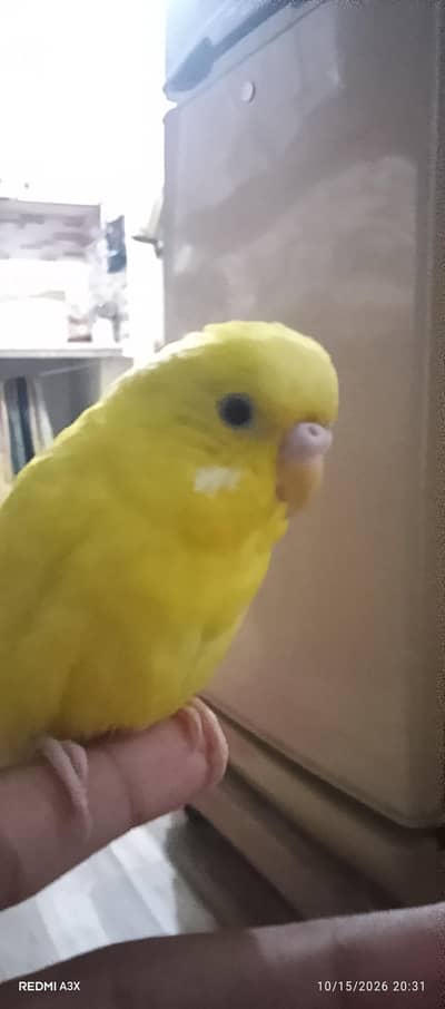 hand tam budgie