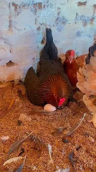 golden misri | eggs laying hens| anday wali murgi |desi hens | read ad