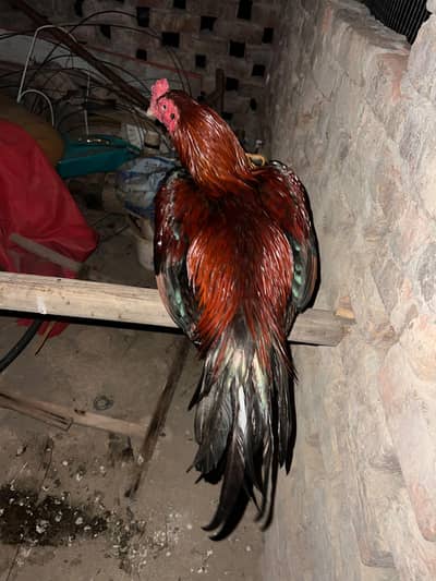 High profile Aseel murg