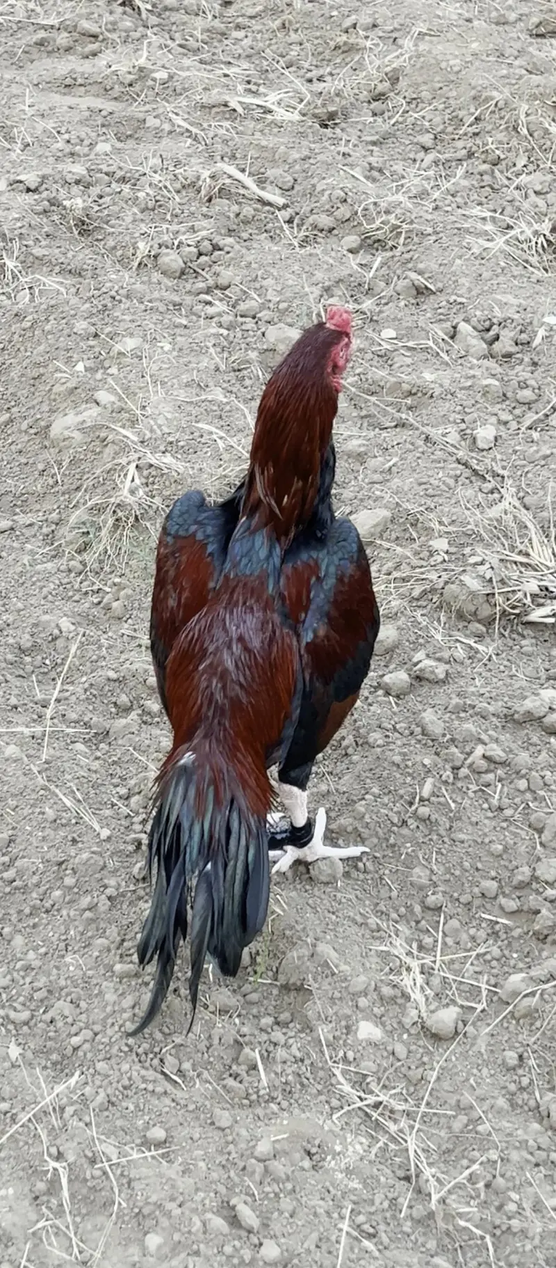 High profile Aseel murg — photo 2