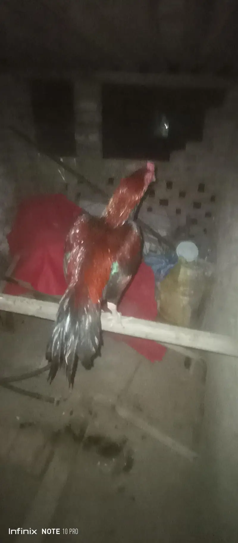 High profile Aseel murg — photo 3