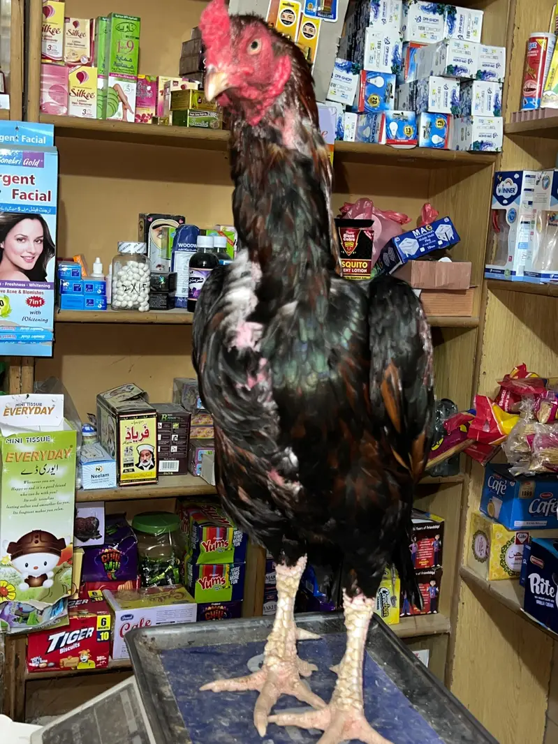 High profile Aseel murg — photo 4