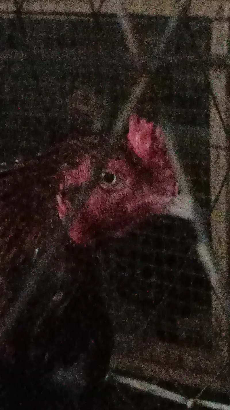 High profile Aseel murg — photo 8