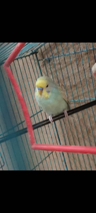 Rainbow Breeder Male for sale