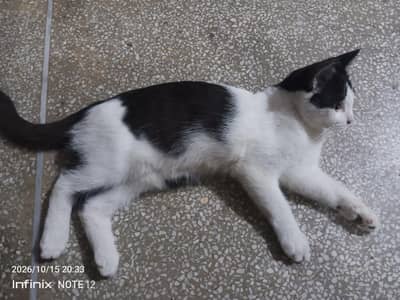 Beautiful black and white kitten available for sale.