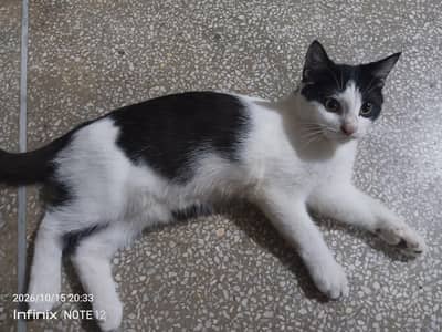 Beautiful black and white kitten available for sale.