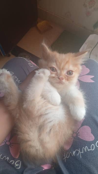 male cat