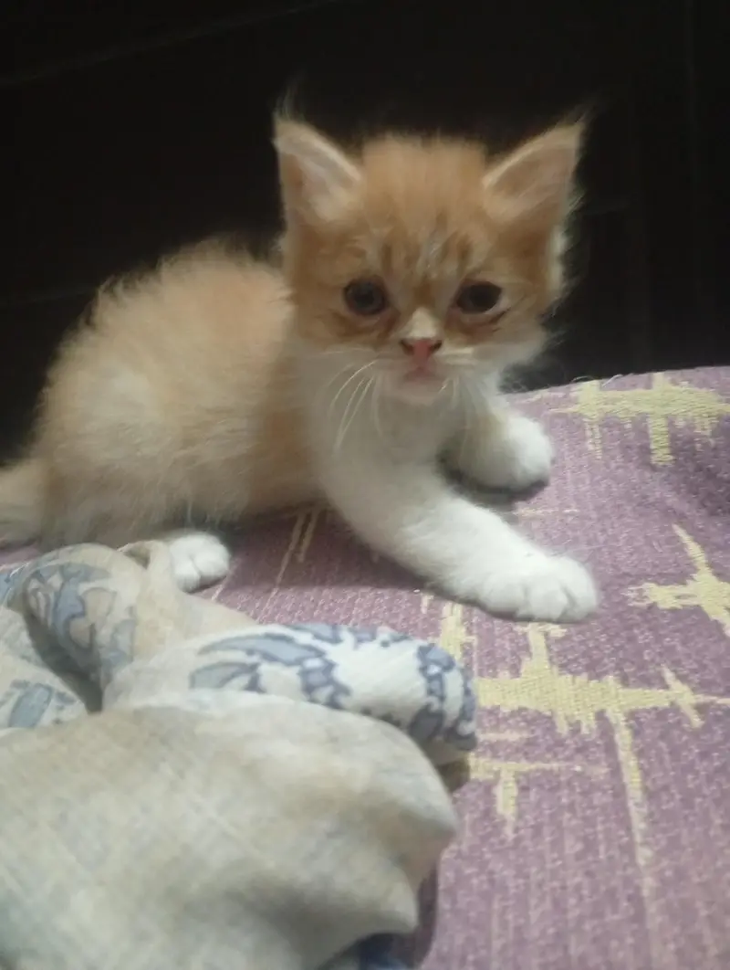 male cat — photo 2