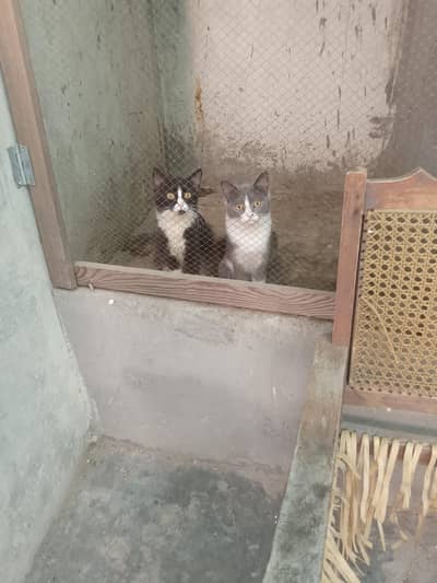 cat for sale urgent pasay chiya bela beli phir