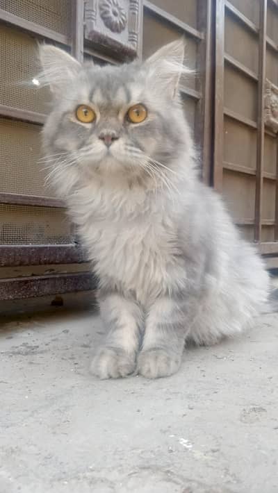 Adult pershion punch face breed