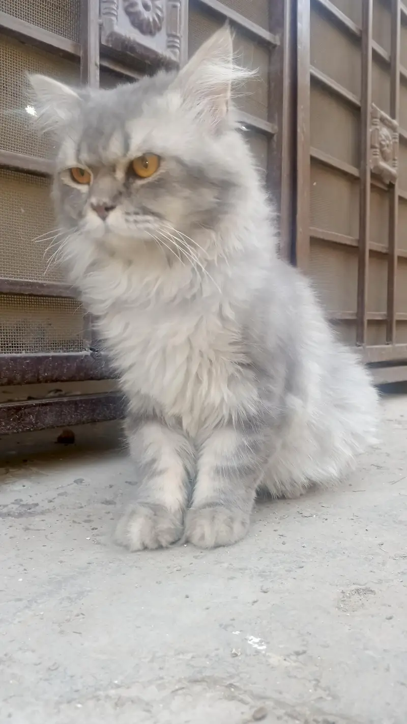 Adult pershion punch face breed — photo 3