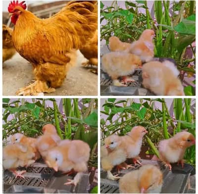 Fancy Chicks