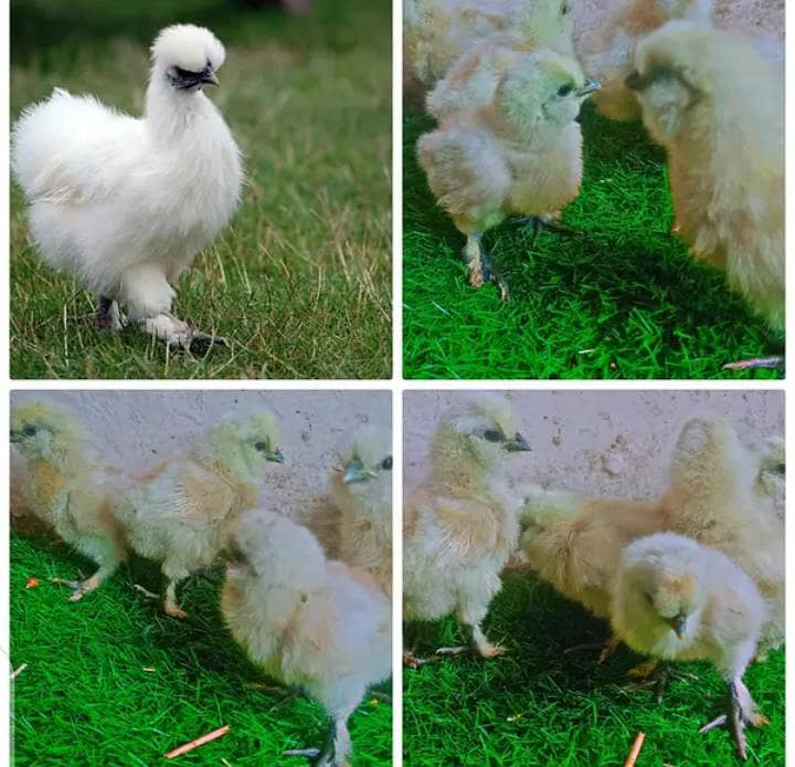 Fancy Chicks 1