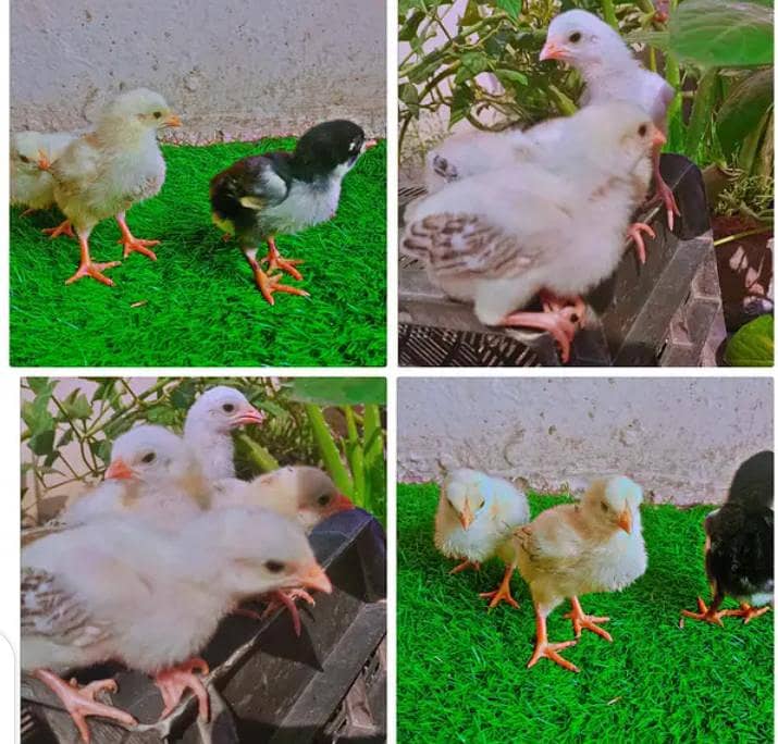 Fancy Chicks 2