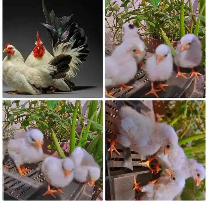 Fancy Chicks — photo 4