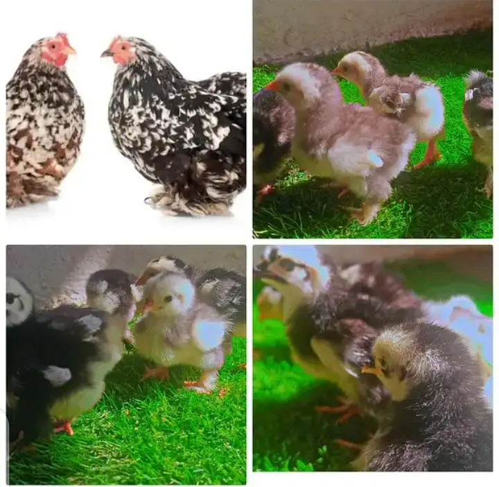 Fancy Chicks — photo 5