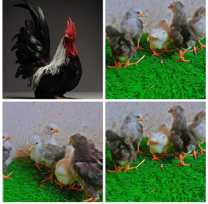Fancy Chicks — photo 6