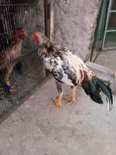 aseel Java