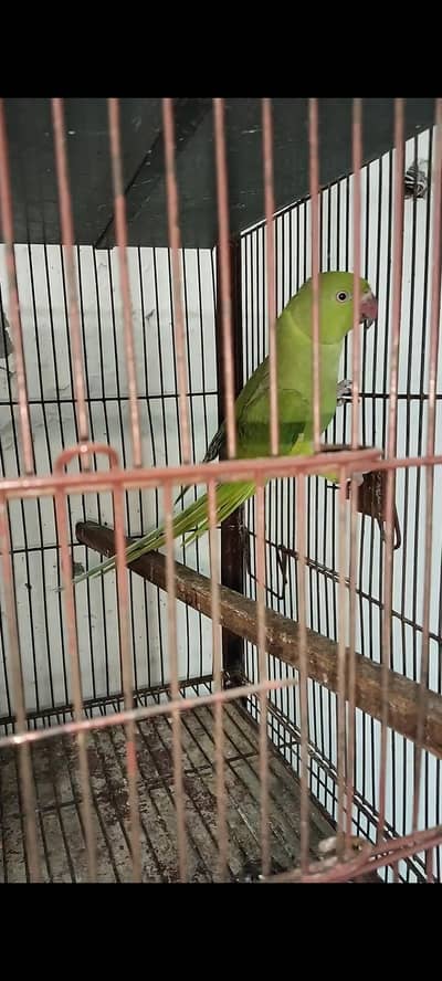 Ringneck female parrot