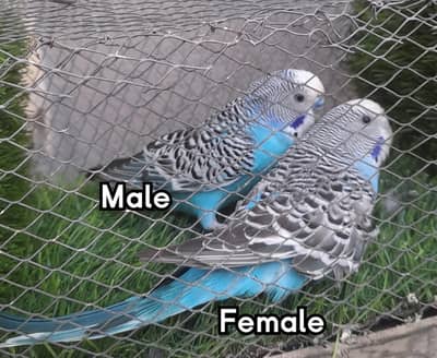 Australian Breeders pair for sale۔