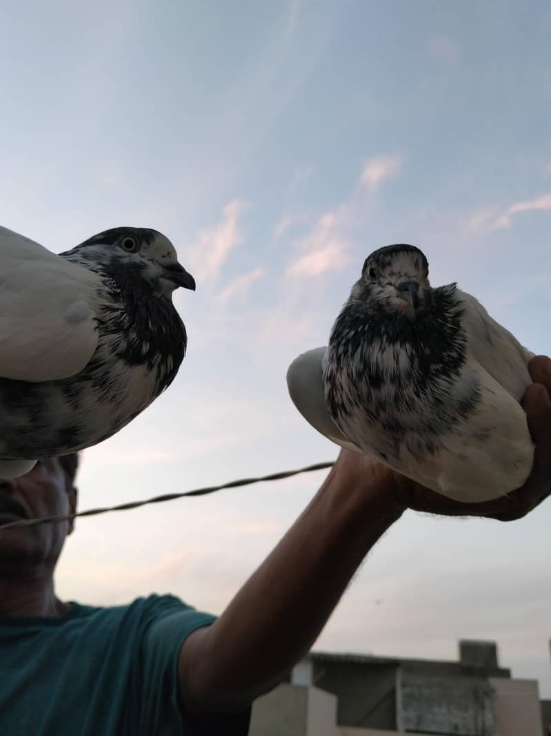 highflyer pigeon 0