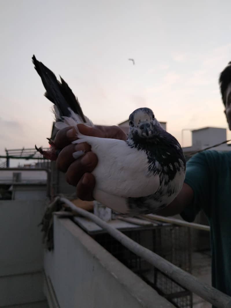 highflyer pigeon 1