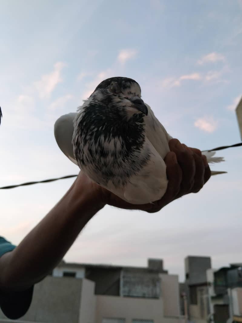 highflyer pigeon 2
