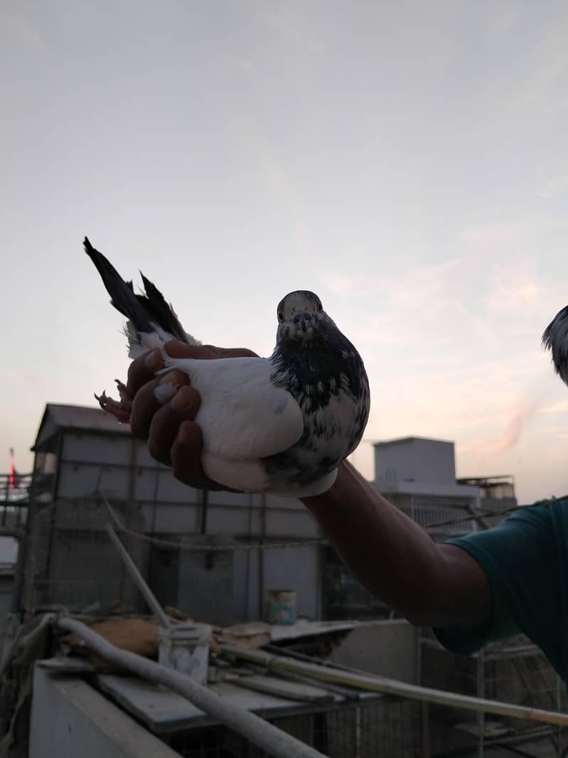 highflyer pigeon 3