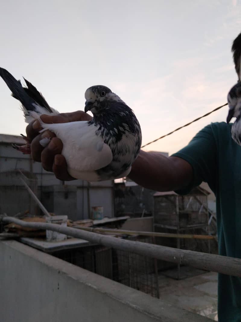 highflyer pigeon 4