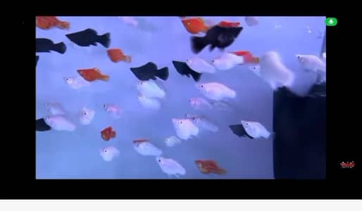 Rs 400 ka pair shipper king fishes available for sale