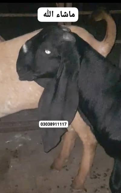 Top Quality Amritsari breeder jori|بیتل بکرا|Qurbani2027/Desi beetal/