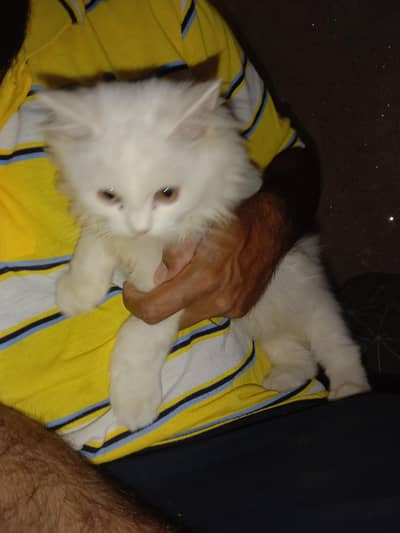 house braiding and smart cat