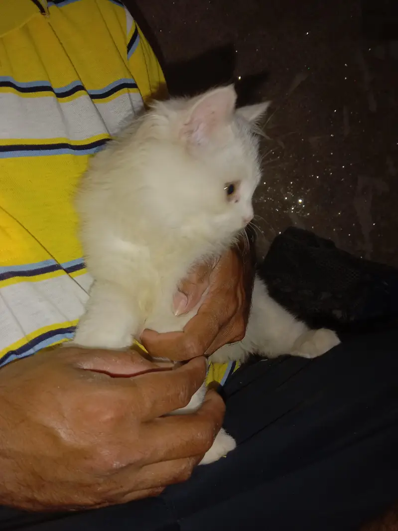 house braiding and smart cat — photo 2