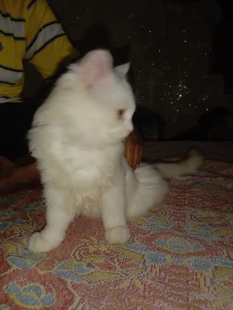 house braiding and smart cat — photo 3