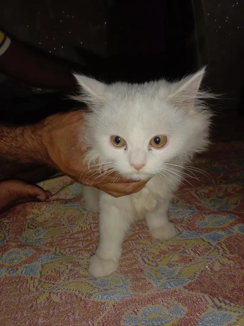 house braiding and smart cat — photo 4