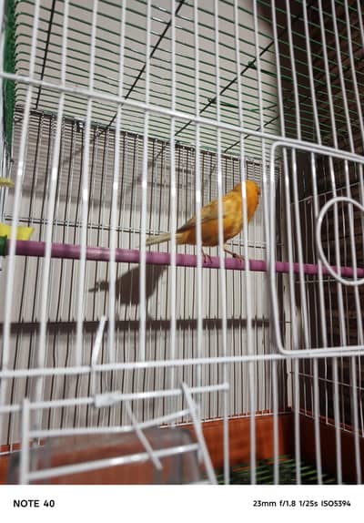 Red Factor Male