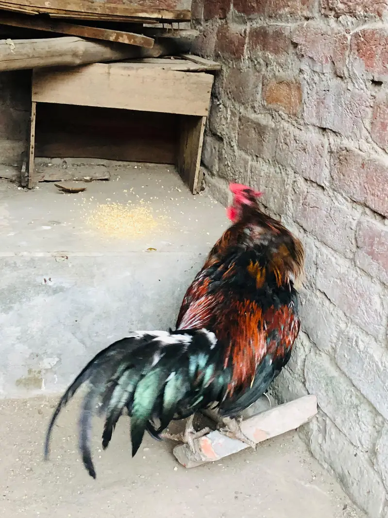 1 Male 3 Females 03224239890 — photo 5